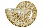 Polished Ammonite (Cleoniceras) Fossil - Madagascar #365084-1